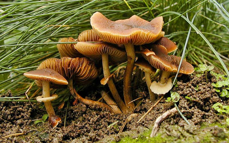 انواع قارچ های سمی, قارچ کانوسایب فیلاریس