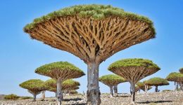 جزیره ای که از درختانش خون می چکد