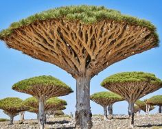 جزیره ای که از درختانش خون می چکد