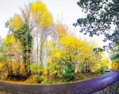 جنگل گلستان