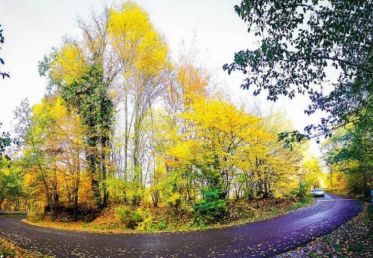 جنگل گلستان